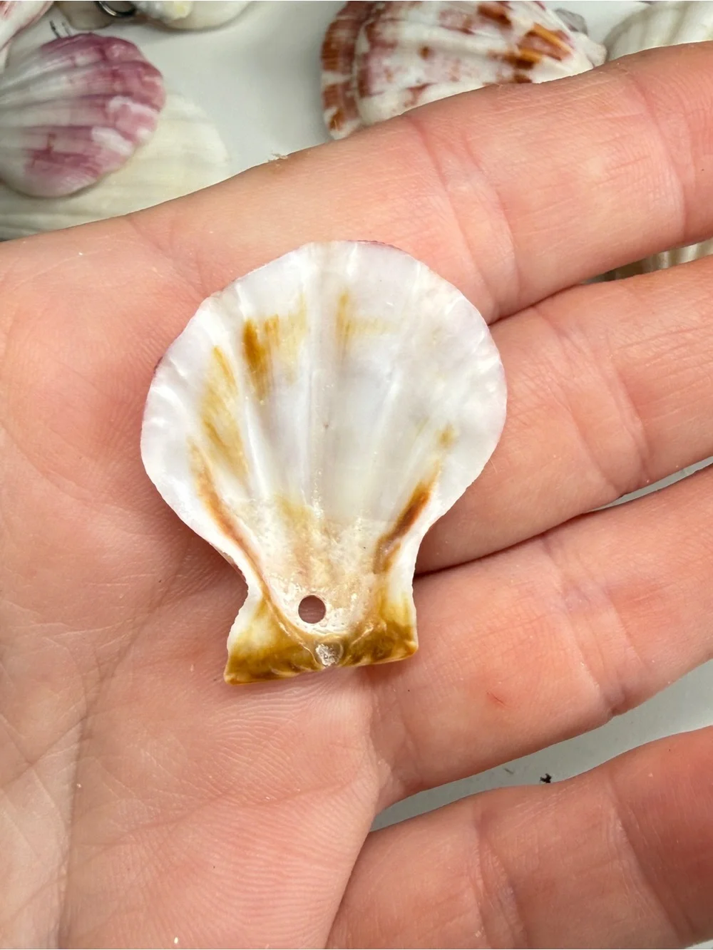 New! Natural Folded Scallops Pre Drilled Holes DIY Jewelry Making Crafting Lot